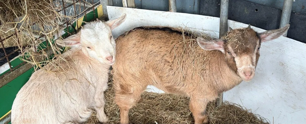 Female goat kids - Image 1
