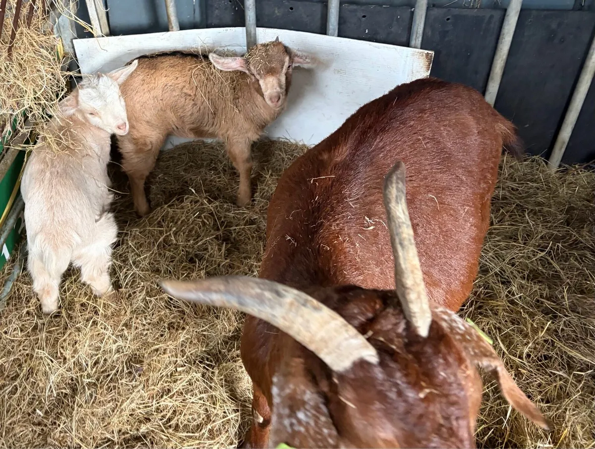 Female goat kids - Image 2
