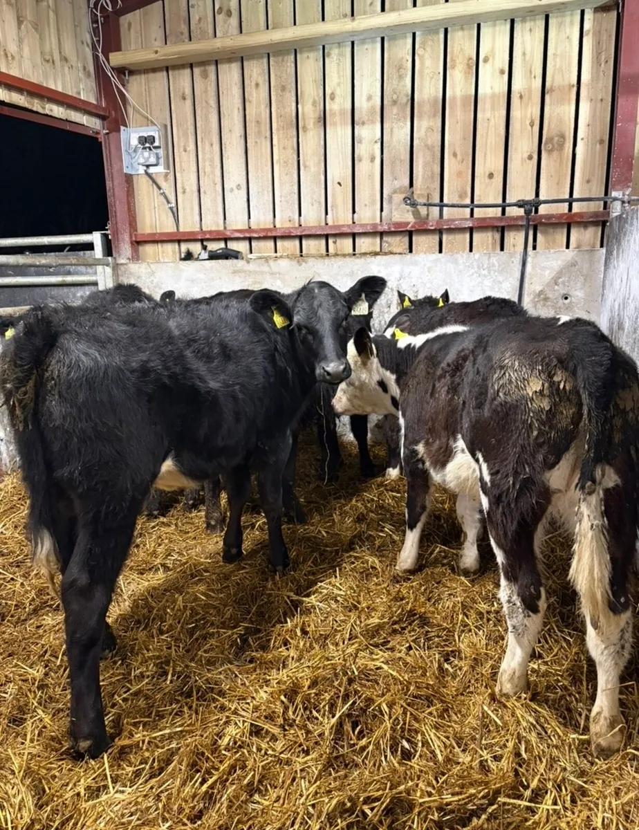 7 smashing 6 month old runners - Image 1