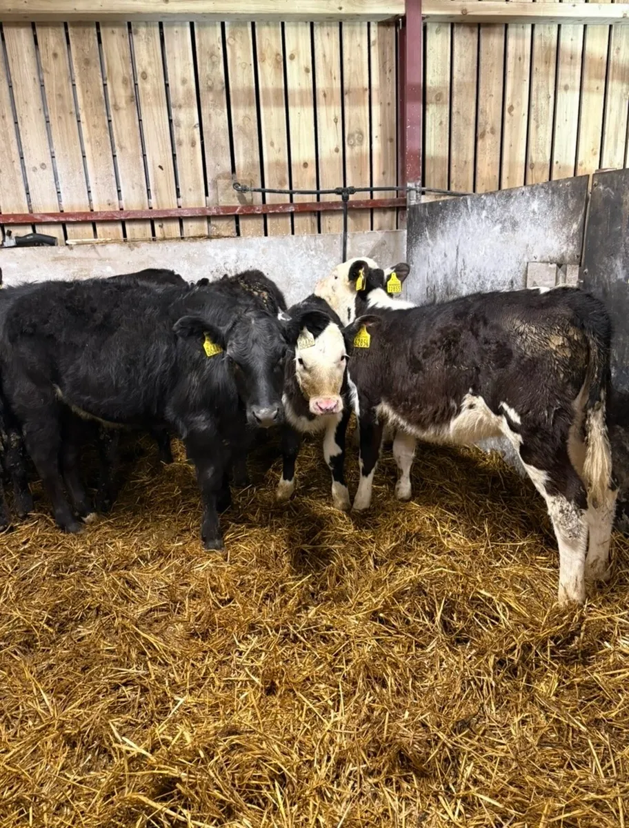 7 smashing 6 month old runners - Image 2