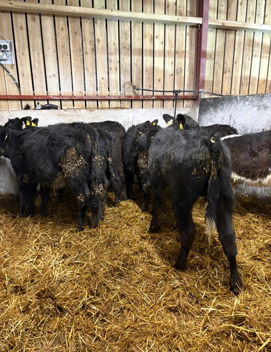 7 smashing 6 month old runners - Image 3