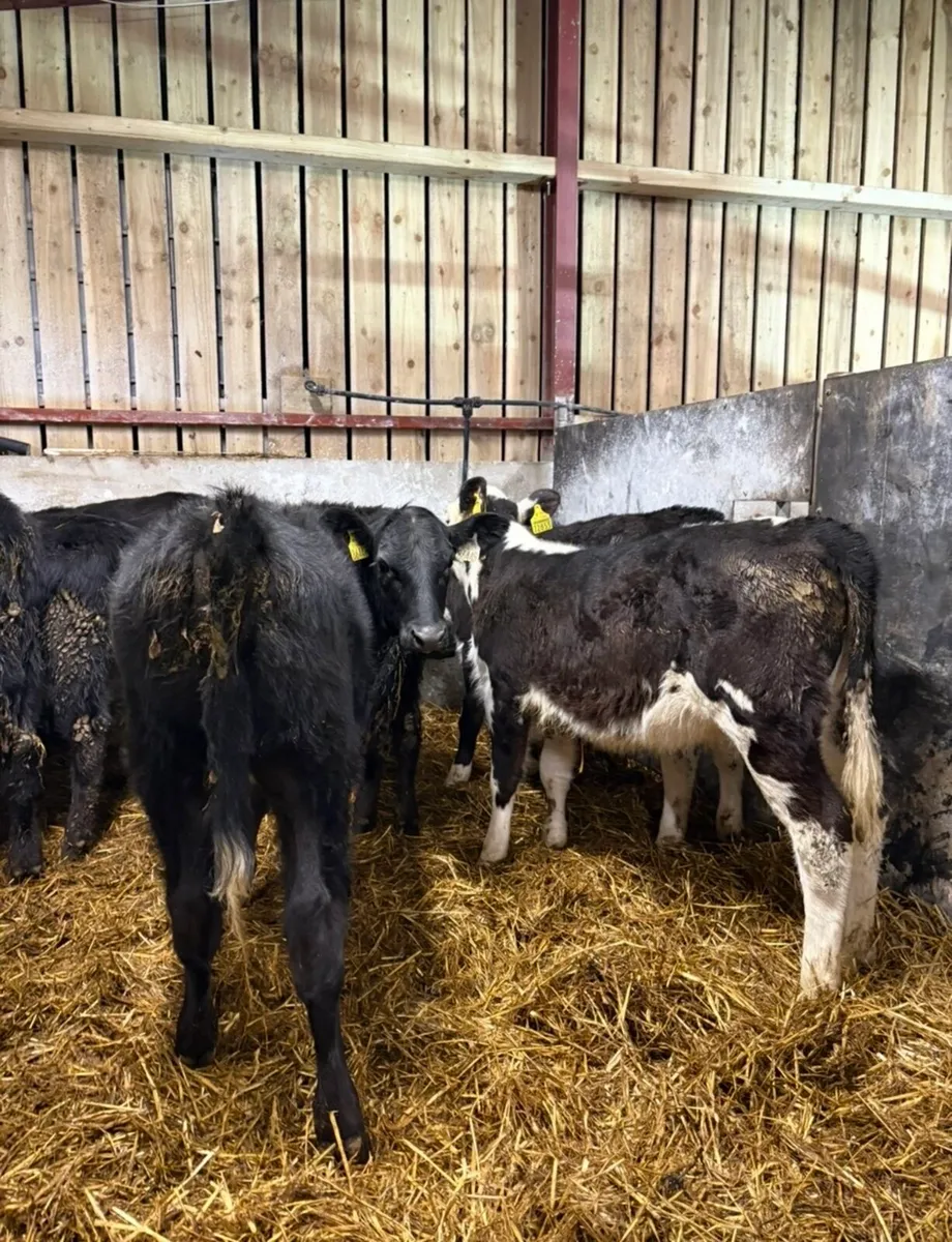 7 smashing 6 month old runners - Image 4