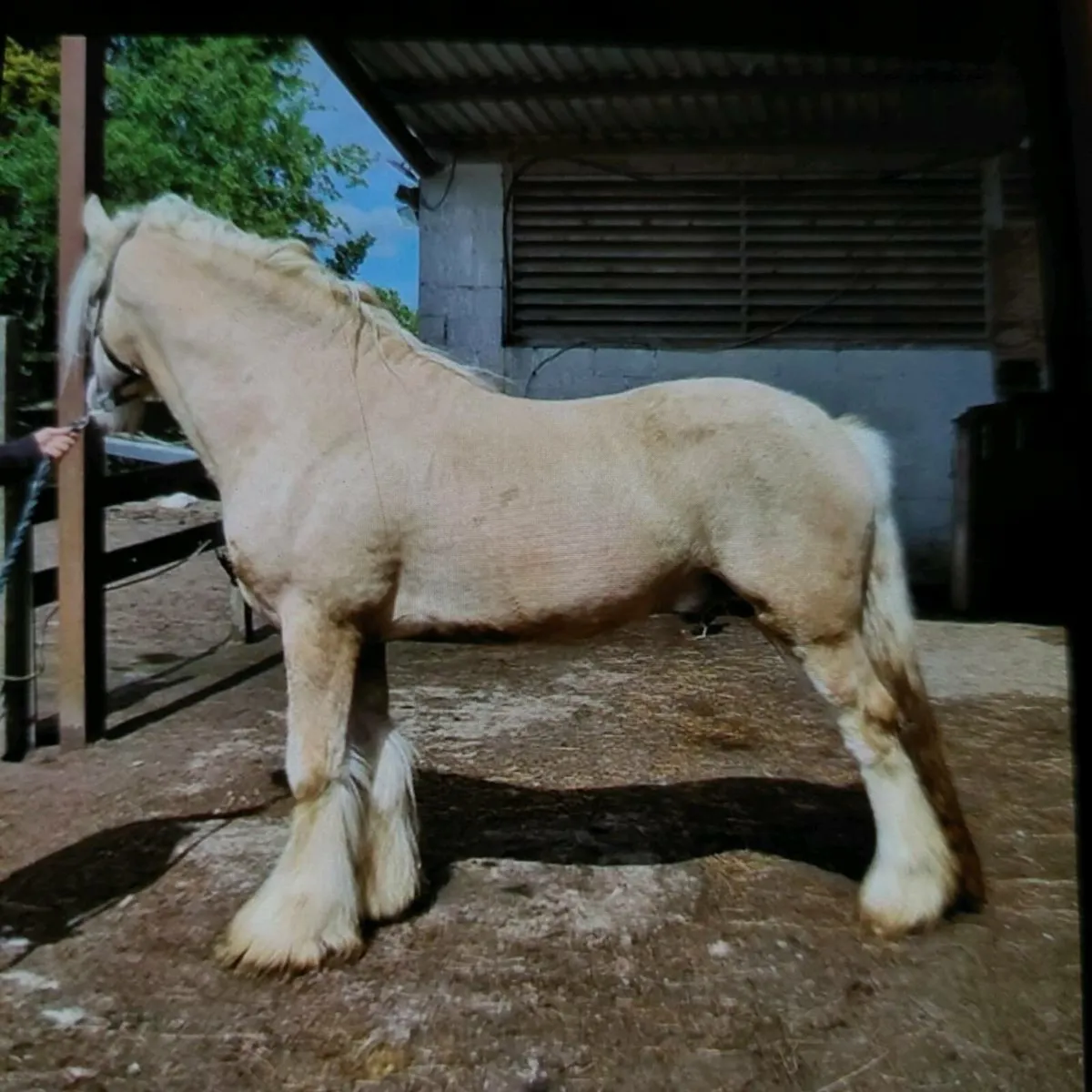 yearling  filly - Image 3