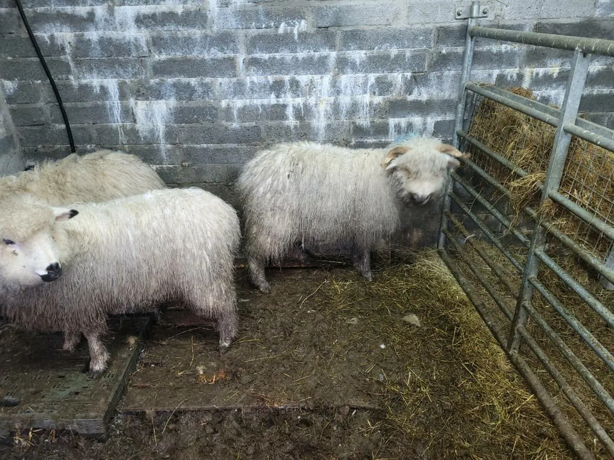 Valais black nose x - Image 1