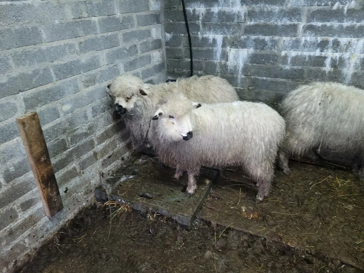 Valais black nose x - Image 2