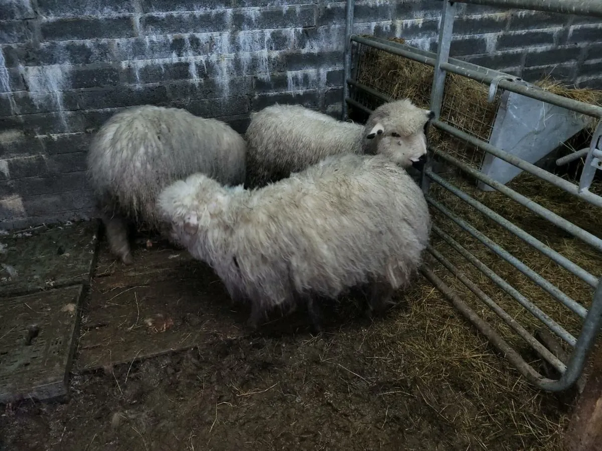 Valais black nose x - Image 4