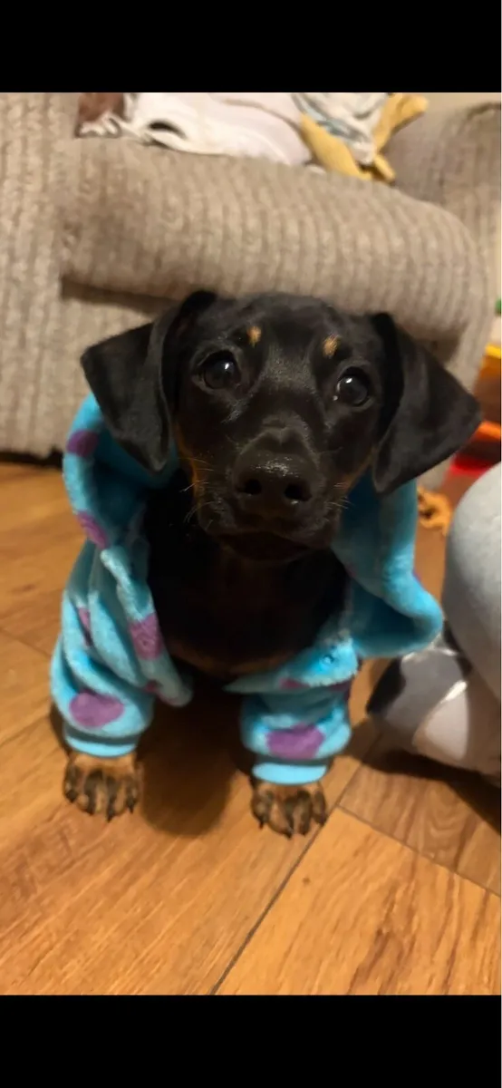 7 Month old Dachshund for sale - Image 1