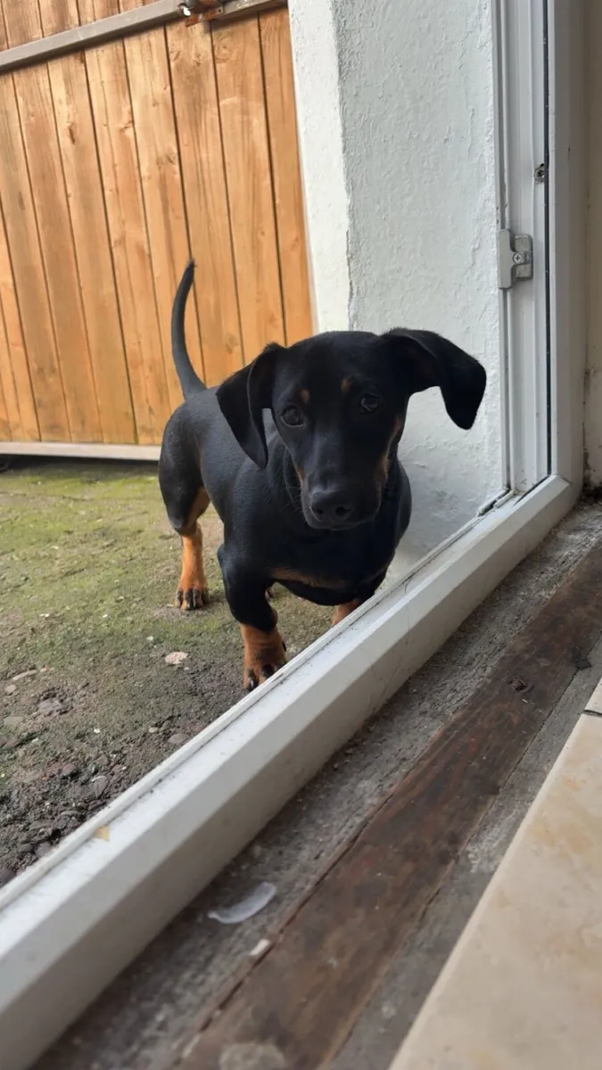7 Month old Dachshund for sale - Image 2