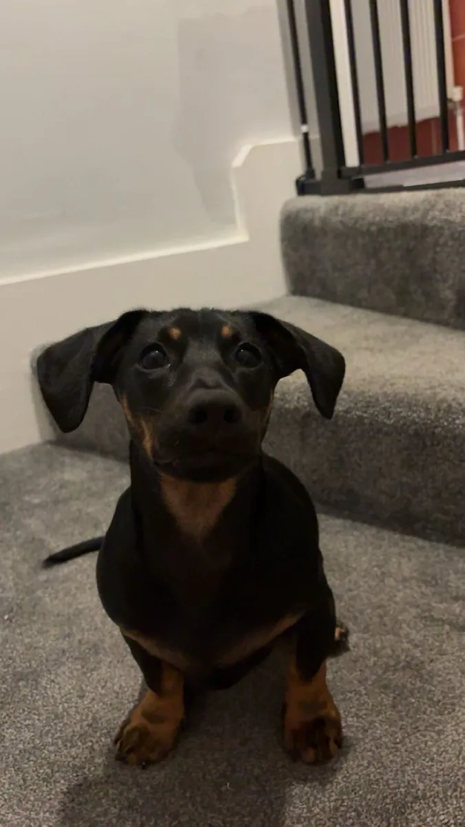 7 Month old Dachshund for sale - Image 3