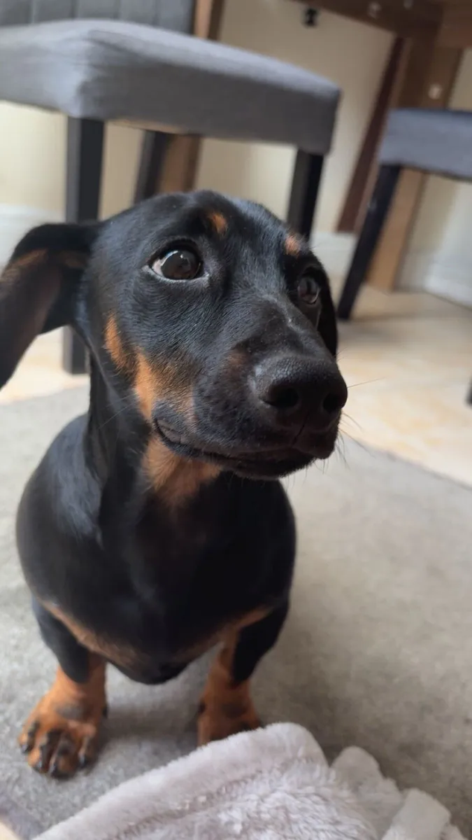 7 Month old Dachshund for sale - Image 4