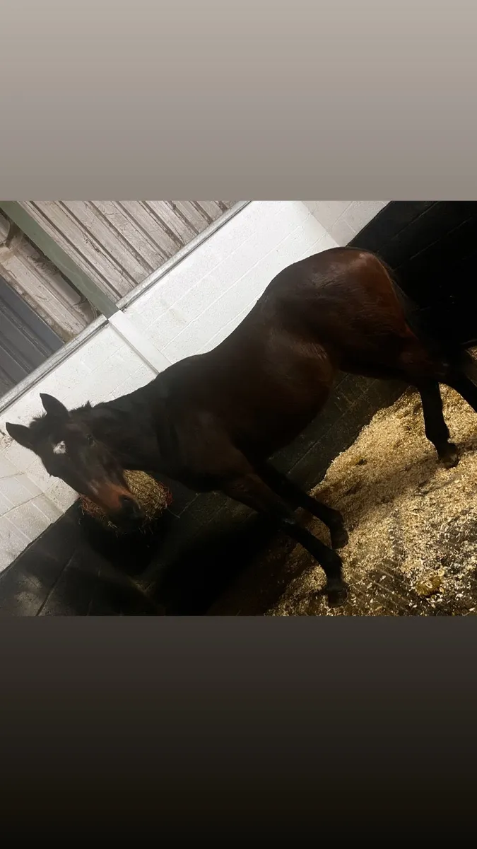 Safe riding horse - Image 1