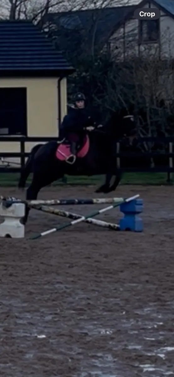 Safe riding horse - Image 2