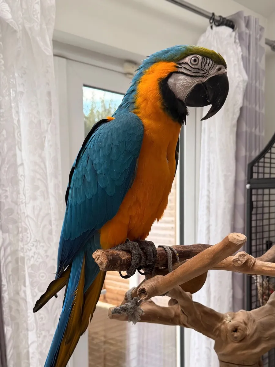 Blue and gold male - Image 1