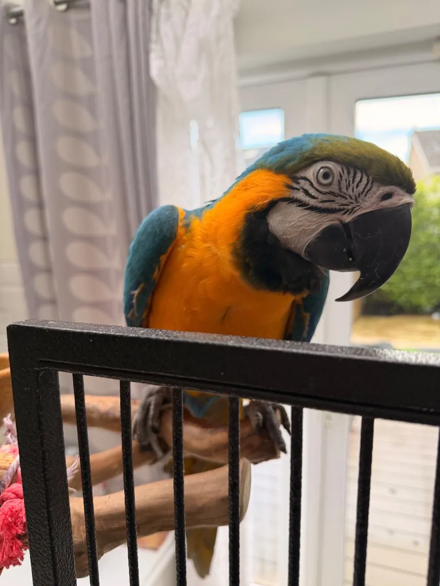 Blue and gold male - Image 2