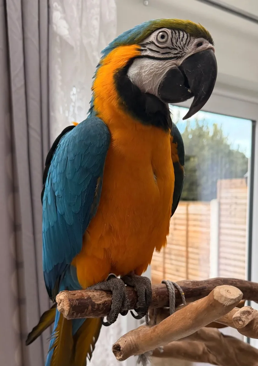 Blue and gold male - Image 3