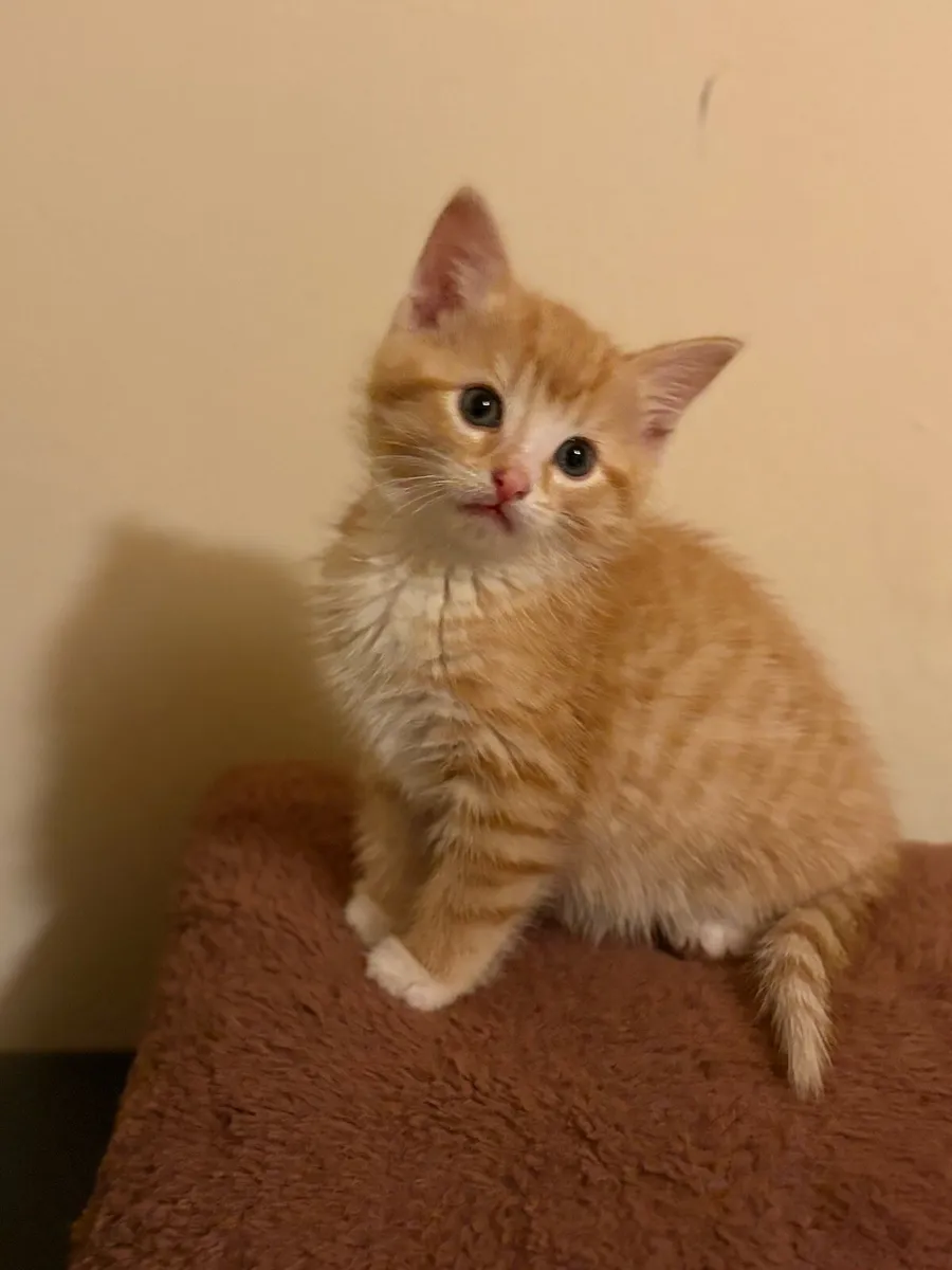 Kitten - Image 1