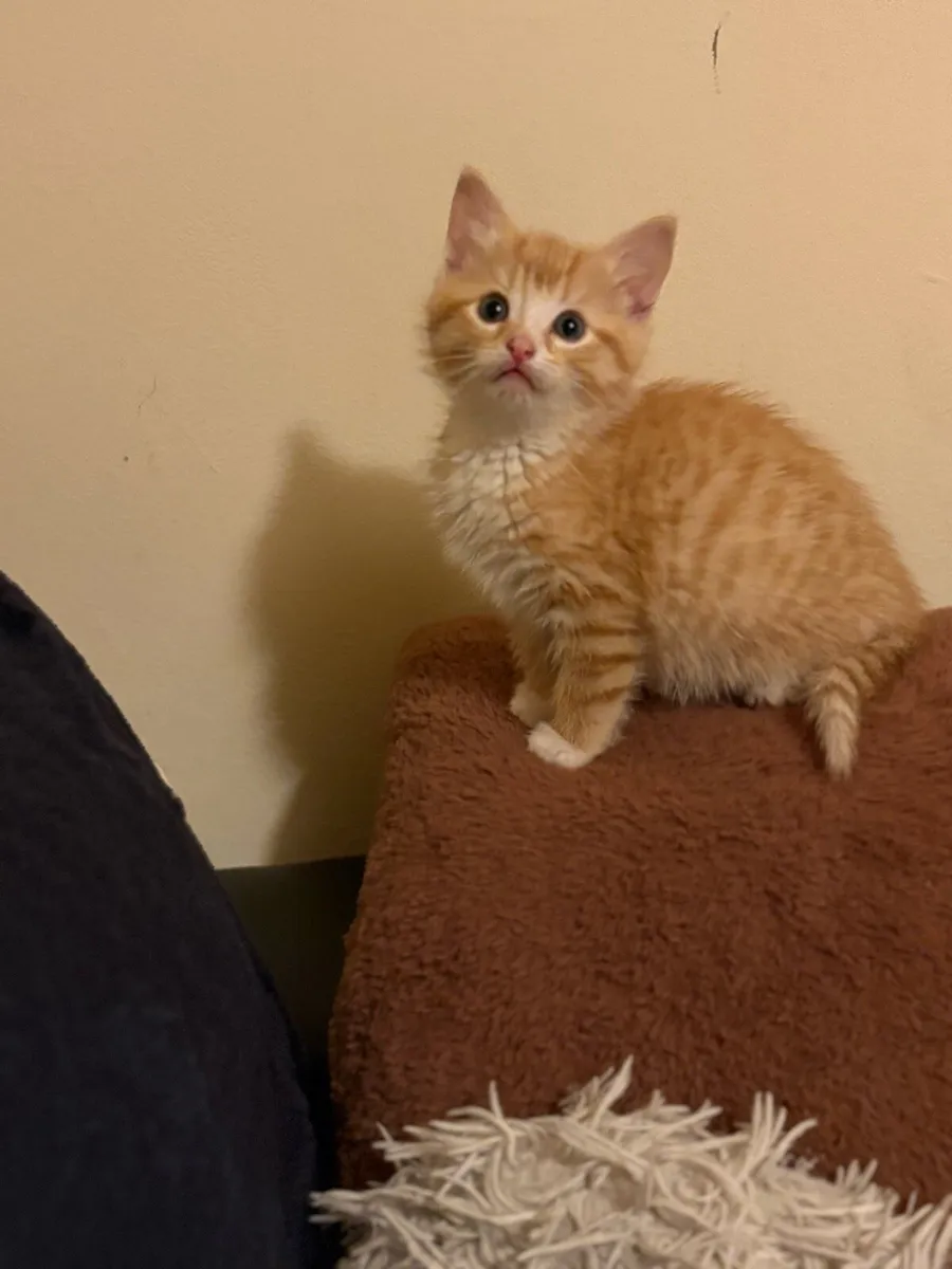 Kitten - Image 4