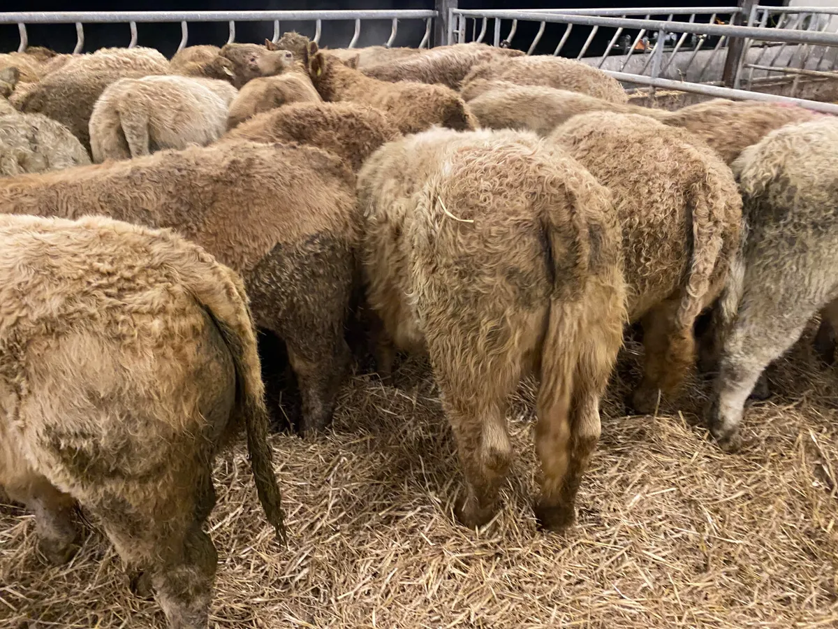 Continental Bullocks & Continental Bulls - Image 1