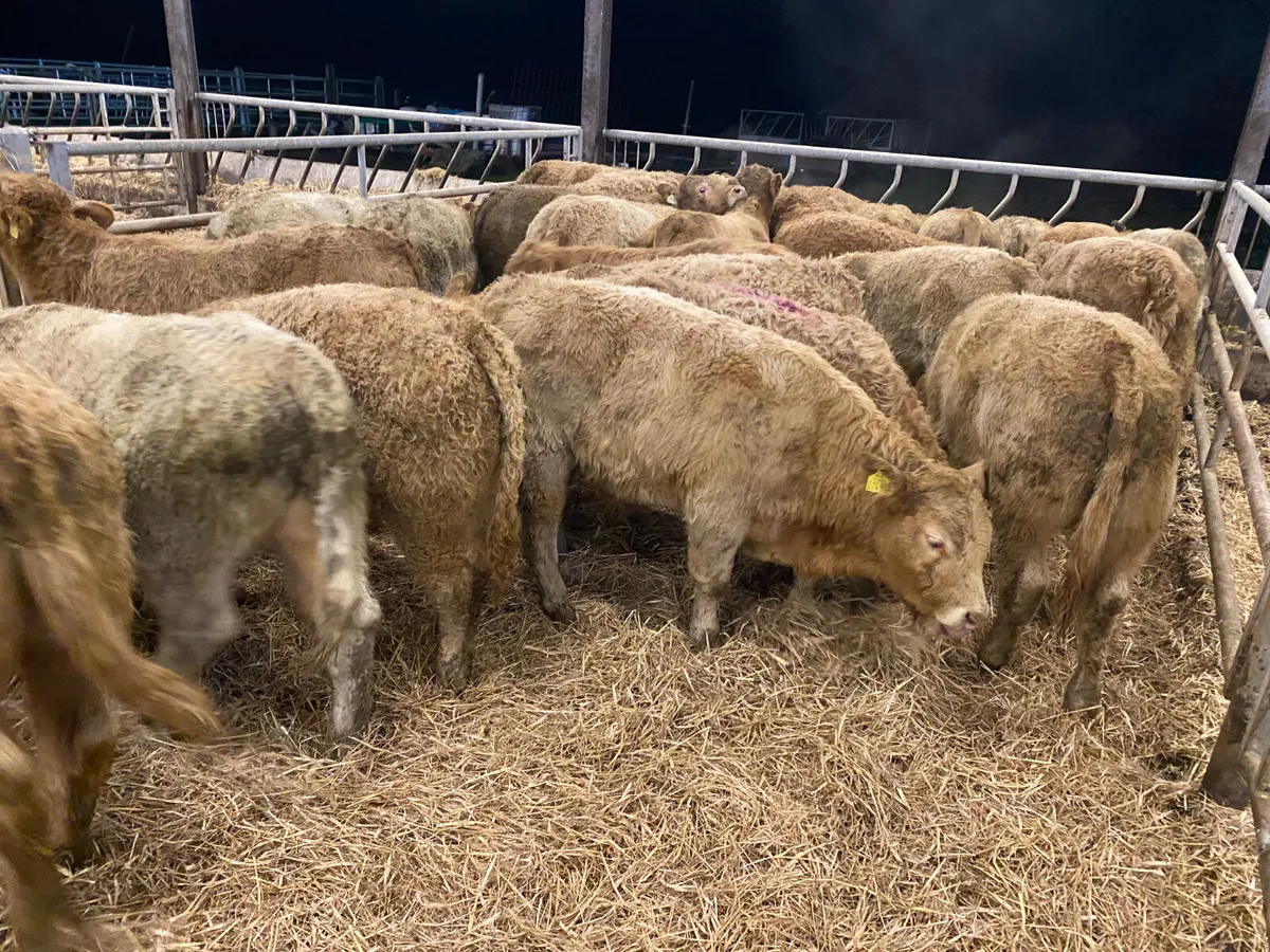 Continental Bullocks & Continental Bulls - Image 3