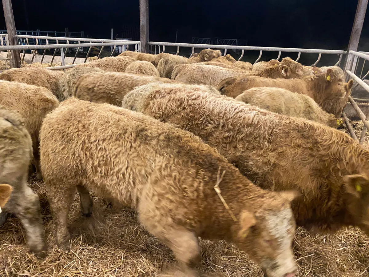 Continental Bullocks & Continental Bulls - Image 2