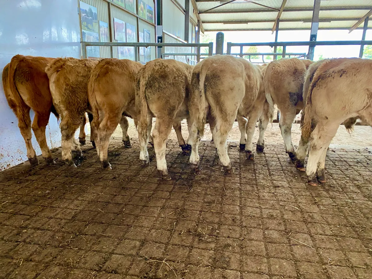 Smashing Charolais Bullocks - Image 4