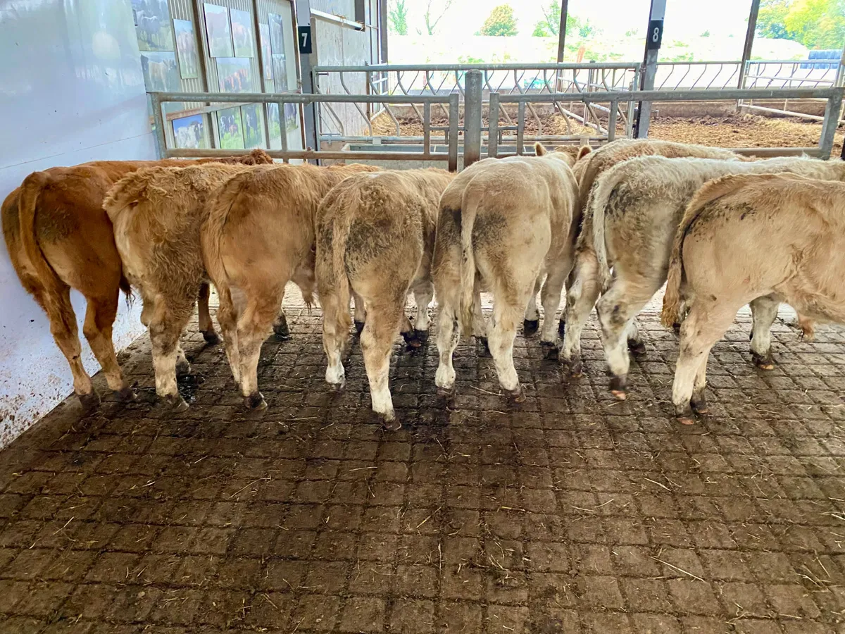 Continental Bullocks & Continental Bulls - Image 2