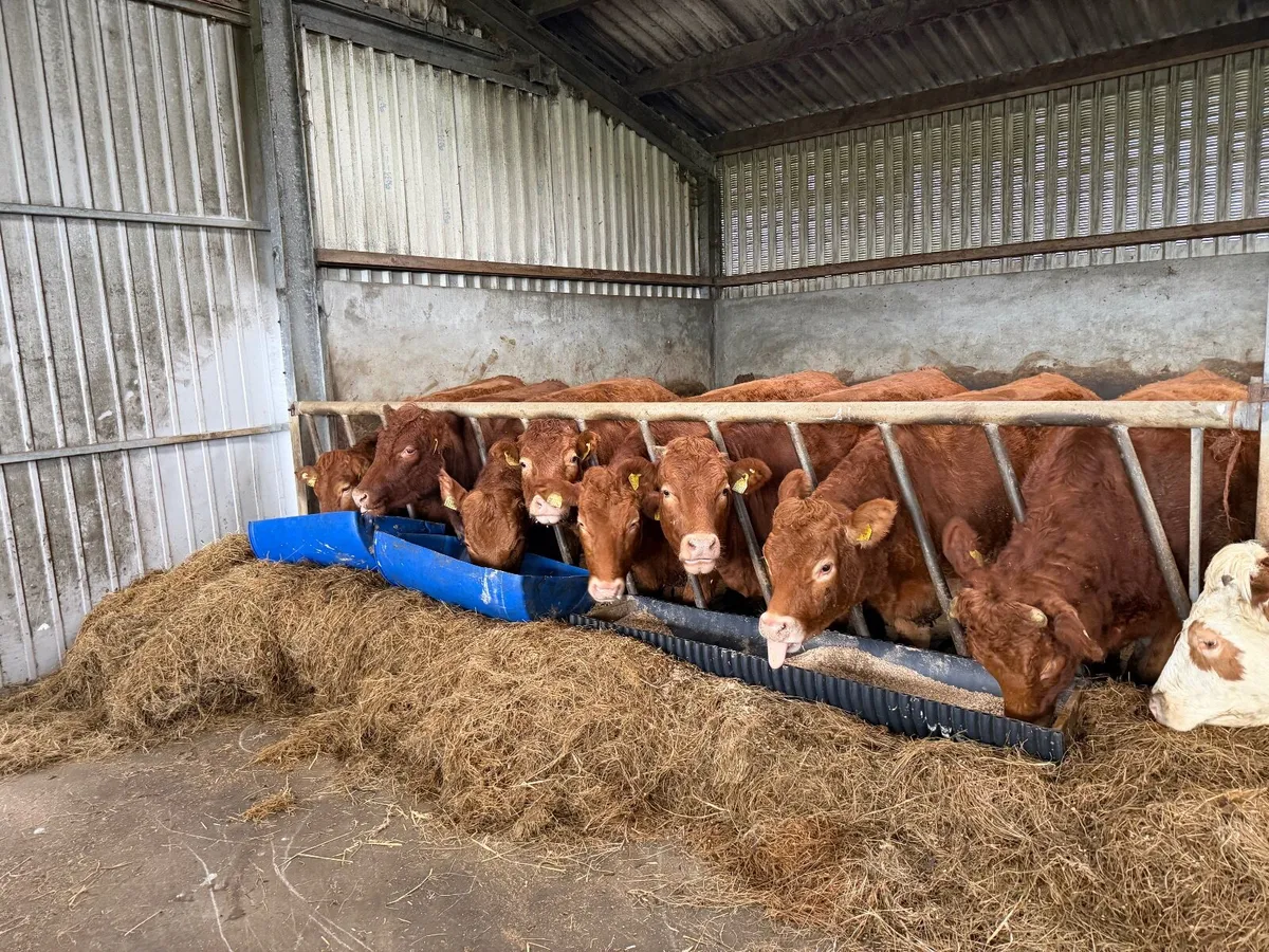 Breeding Heifers - Image 3