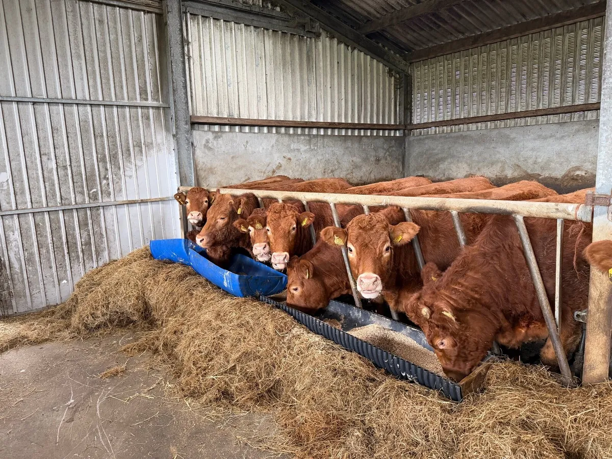 Breeding Heifers - Image 1
