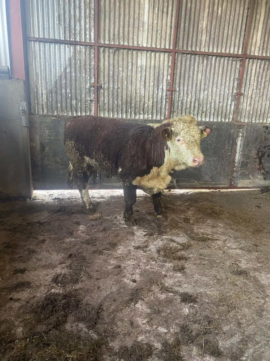 Hereford Bull & Simmental Bull PBNR - Image 2