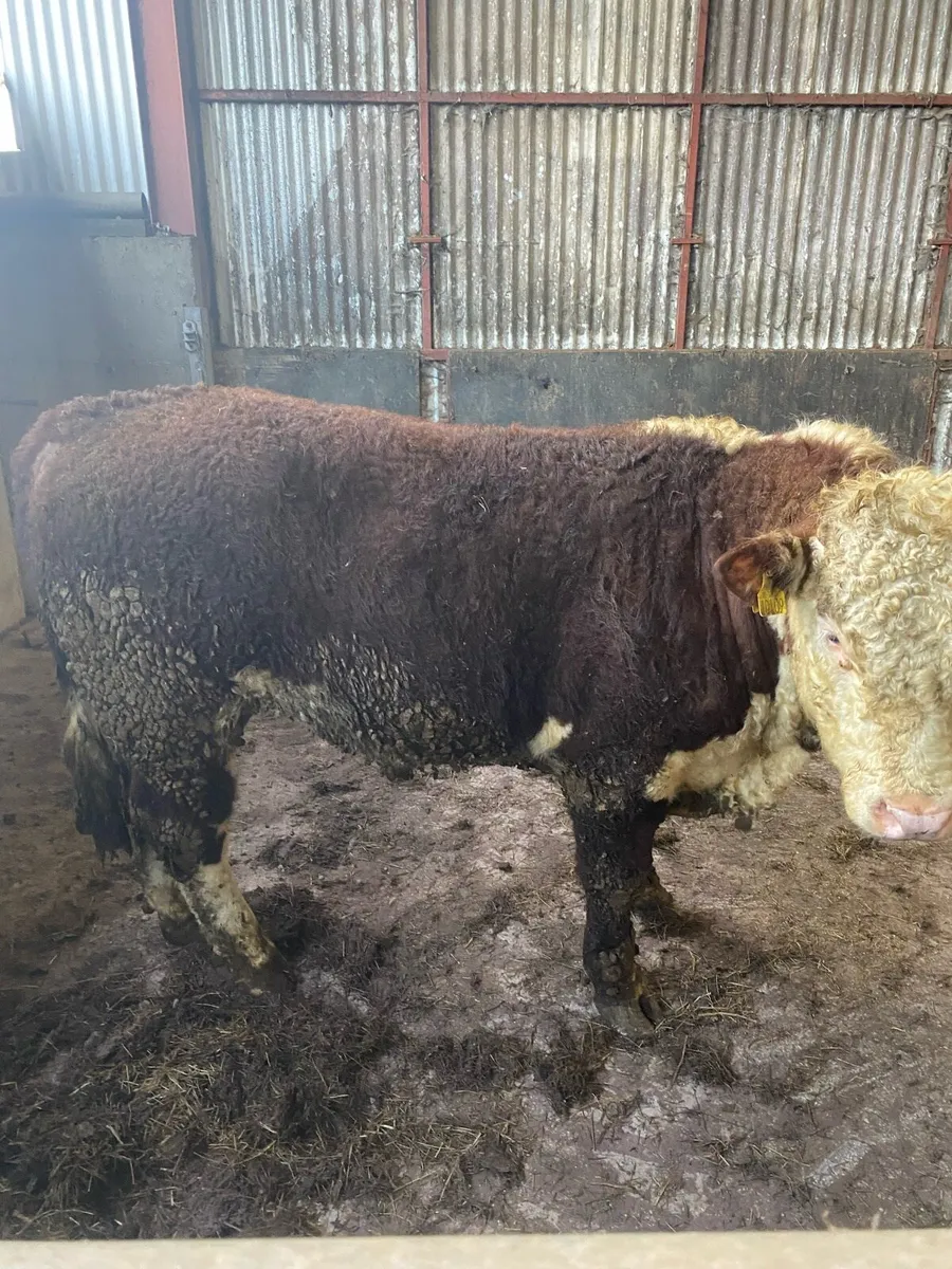 Hereford Bull & Simmental Bull PBNR - Image 3
