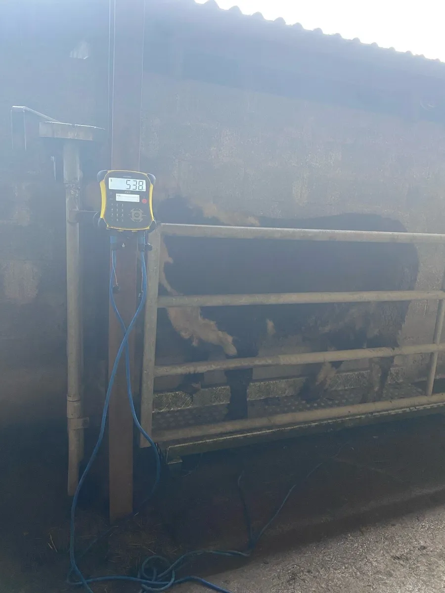 Hereford Bull & Simmental Bull PBNR - Image 4