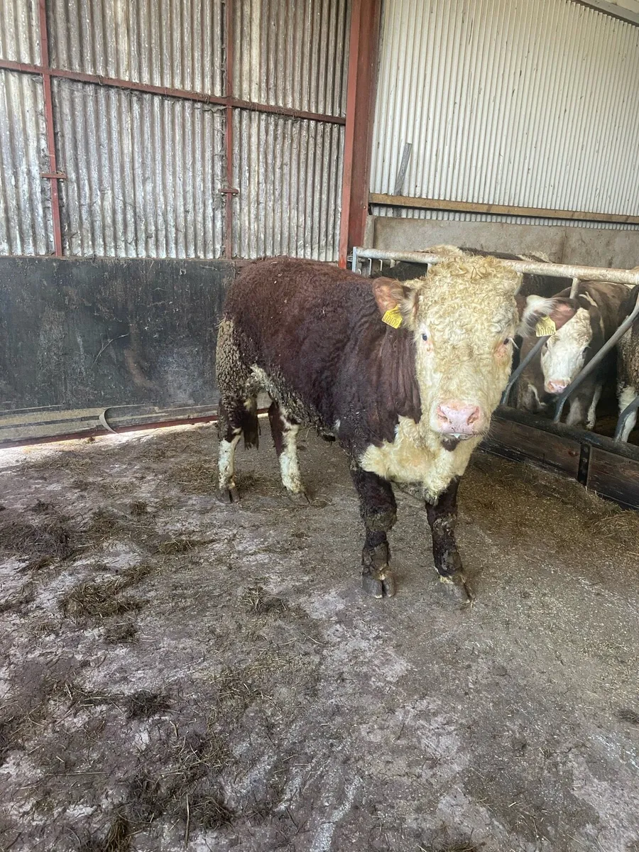 Hereford Bull & Simmental Bull PBNR - Image 1