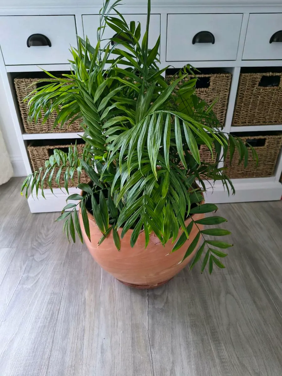 Indoor plant - Image 1