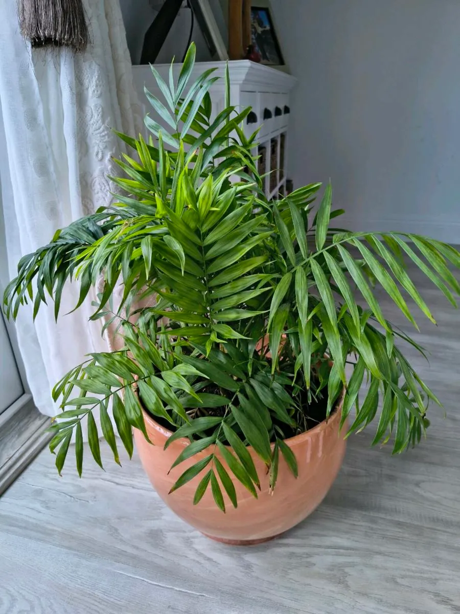 Indoor plant - Image 2