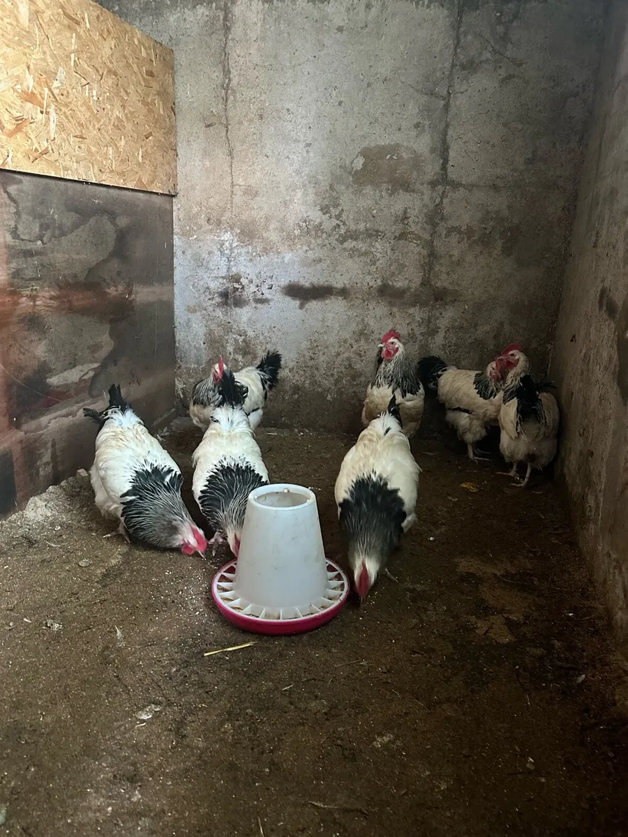LF Light Sussex Roosters