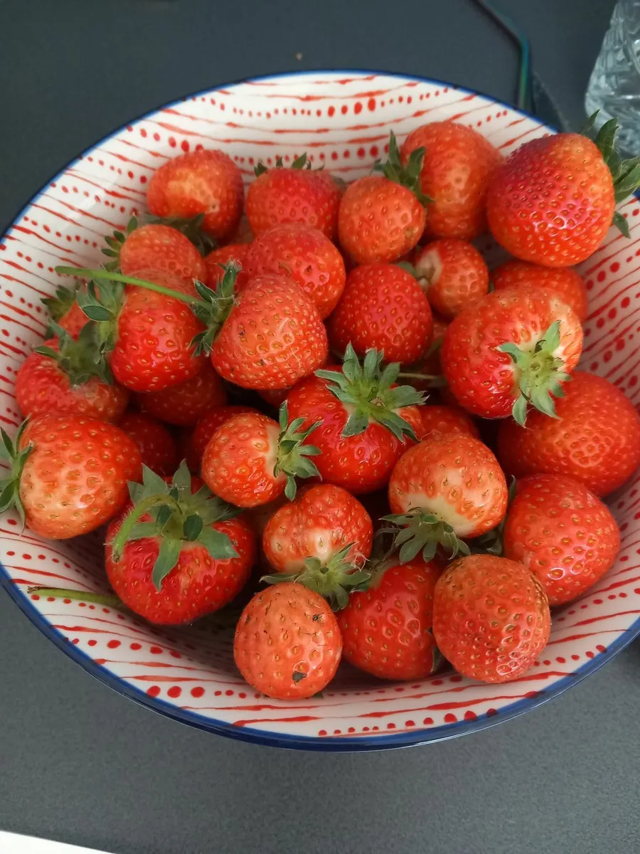 Strawberry plants - Image 4