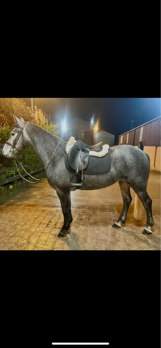 Potential top Connemara - Image 1