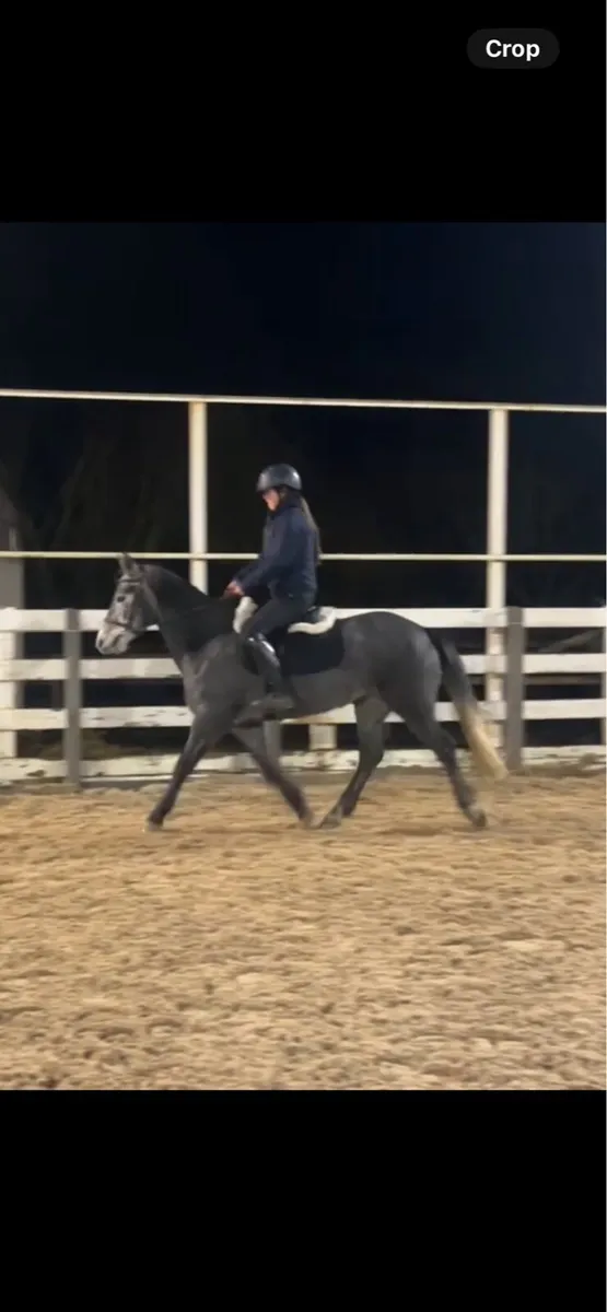 Potential top Connemara - Image 3