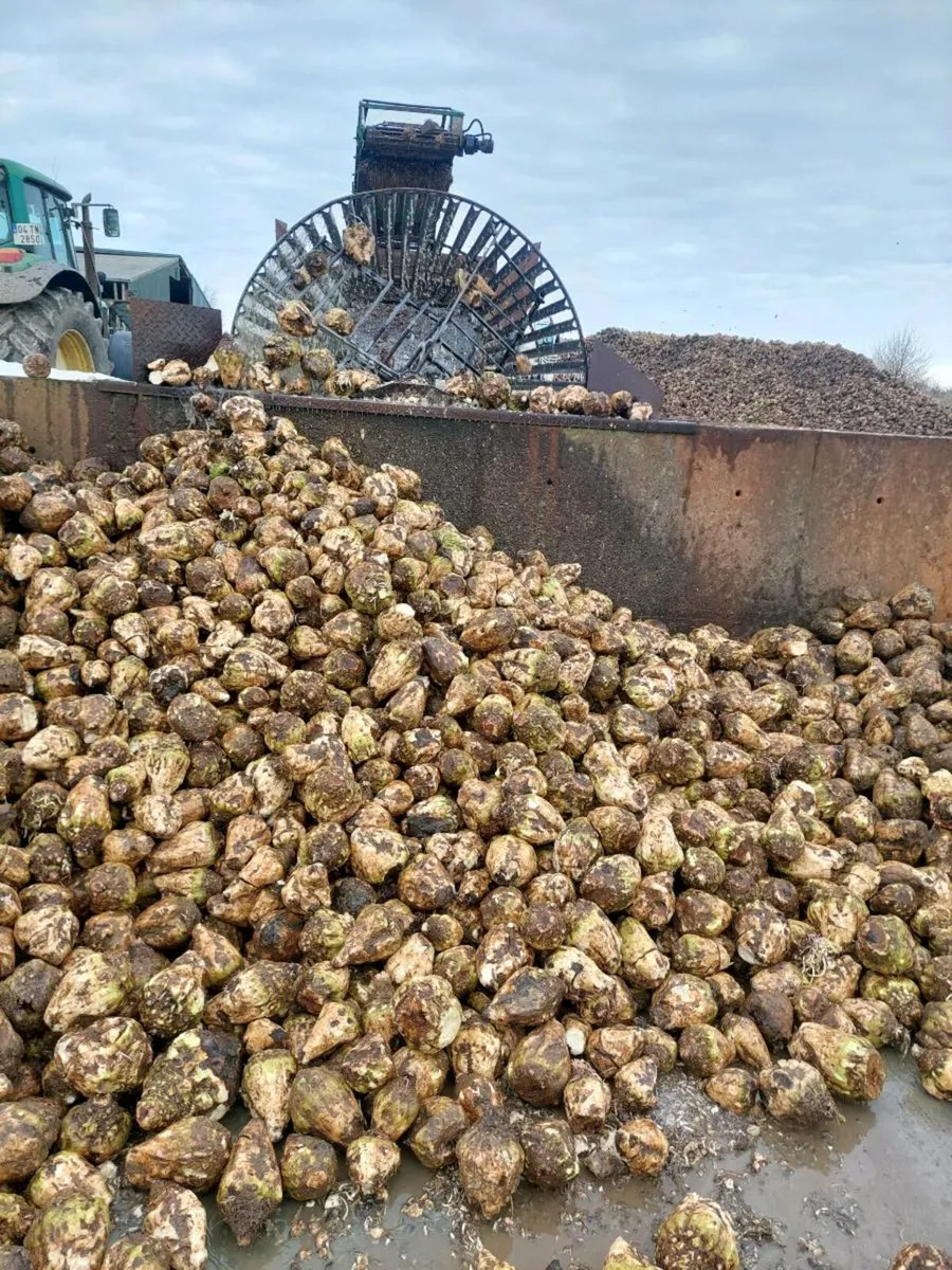 Sugar beet