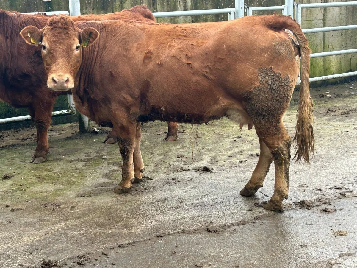 Smashing 5 star⭐️⭐️⭐️⭐️⭐️ second calving Limousin - Image 1