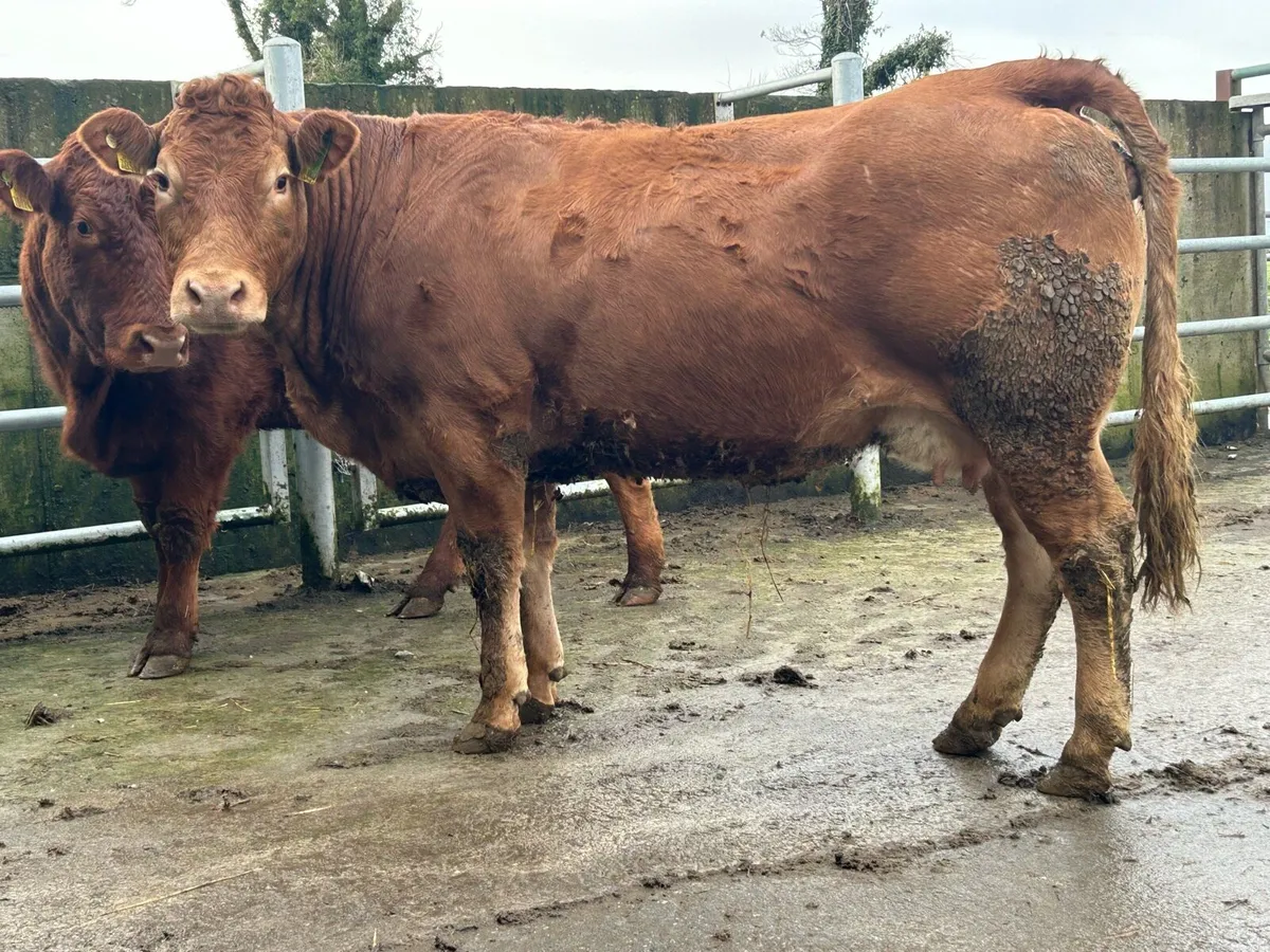 Smashing 5 star⭐️⭐️⭐️⭐️⭐️ second calving Limousin - Image 2