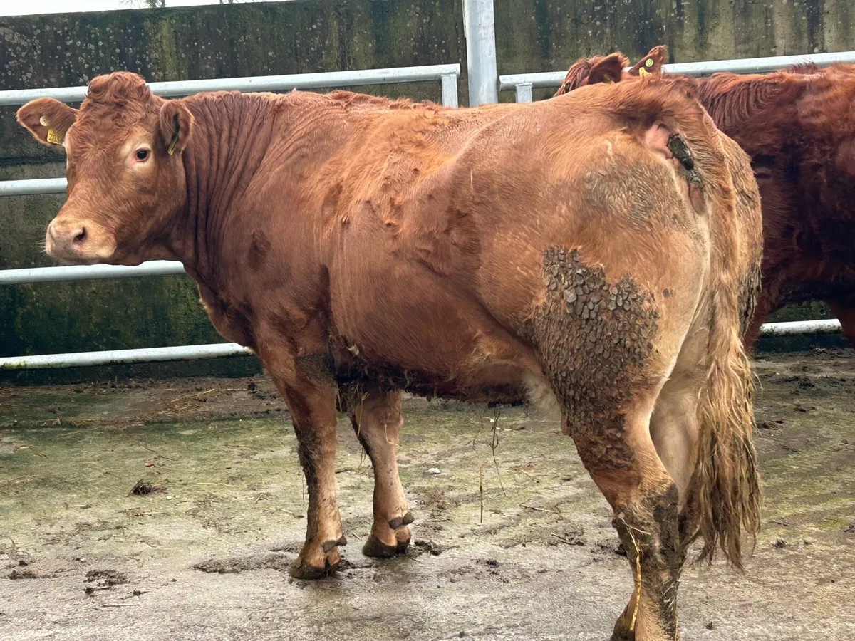 Smashing 5 star⭐️⭐️⭐️⭐️⭐️ second calving Limousin - Image 4