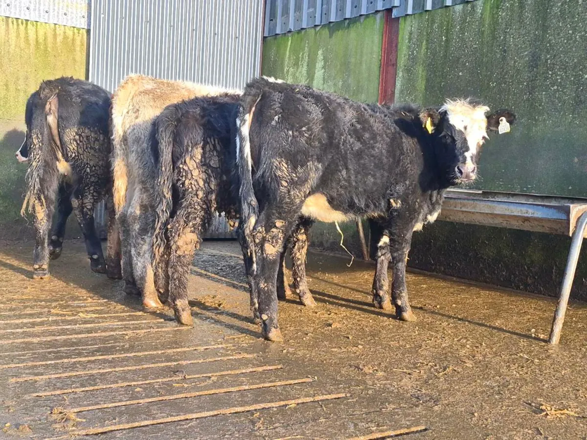 5 Super Aberdeen Angus Heifers - Image 1