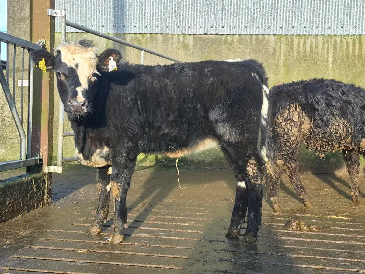 5 Super Aberdeen Angus Heifers - Image 3