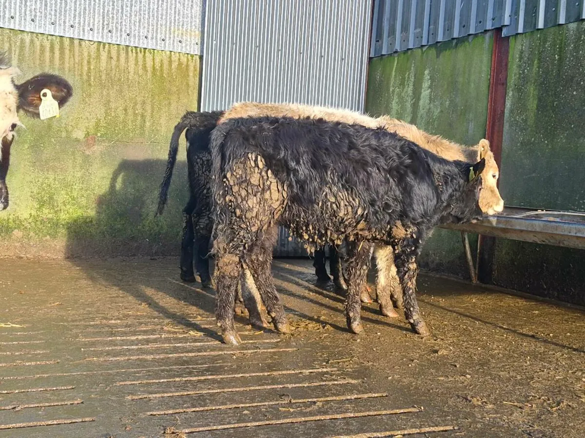 5 Super Aberdeen Angus Heifers - Image 4
