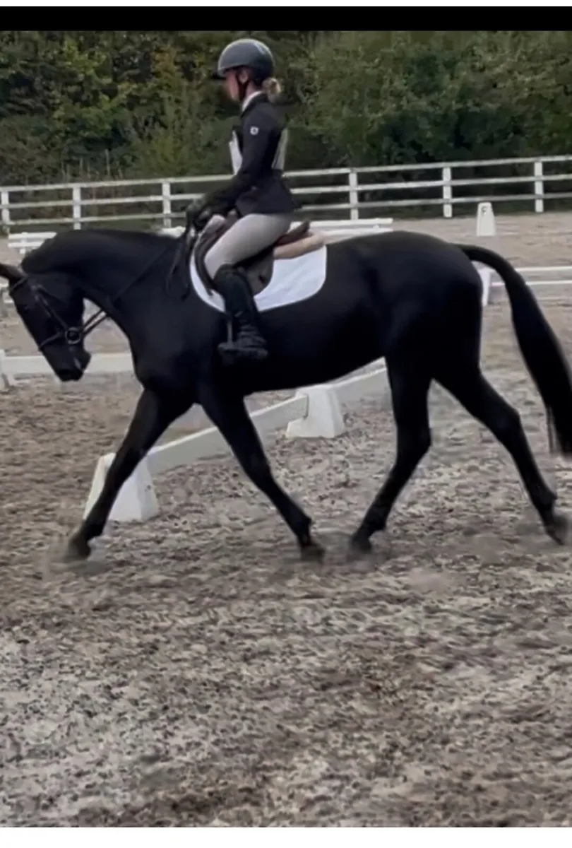 Looking for a Genuine young horse. Good Temperment - Image 1