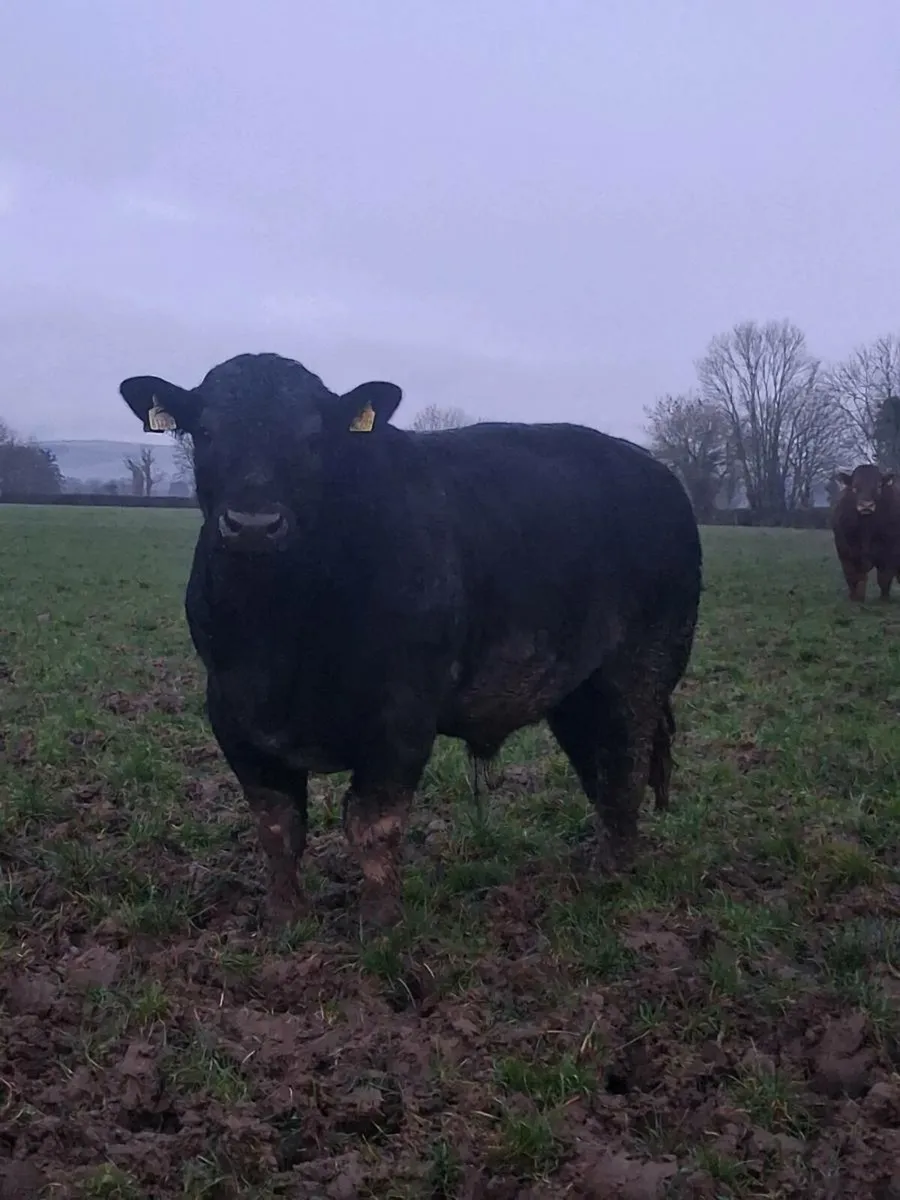PBR Angus bulls - Image 2