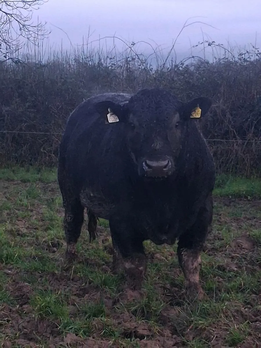 PBR Angus bulls - Image 1
