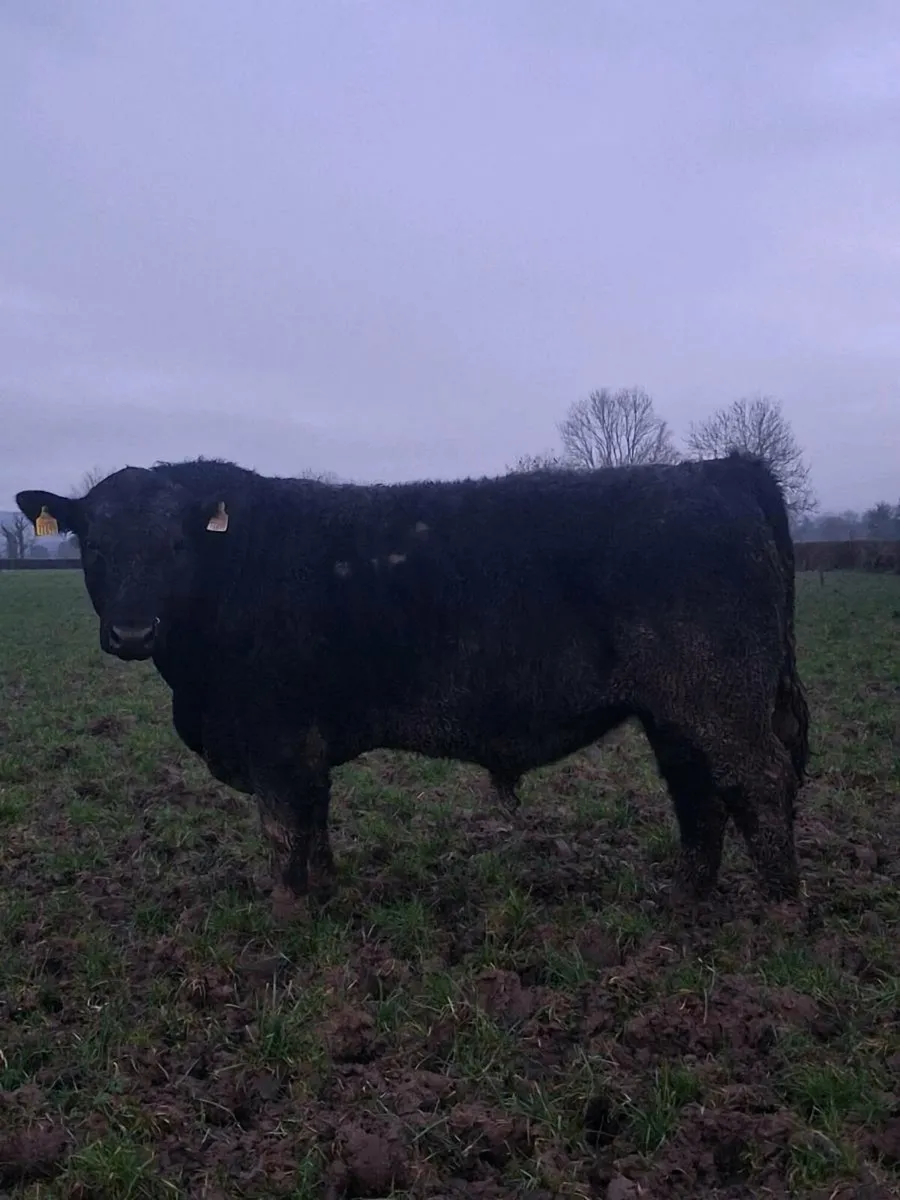 PBR Angus bulls - Image 3