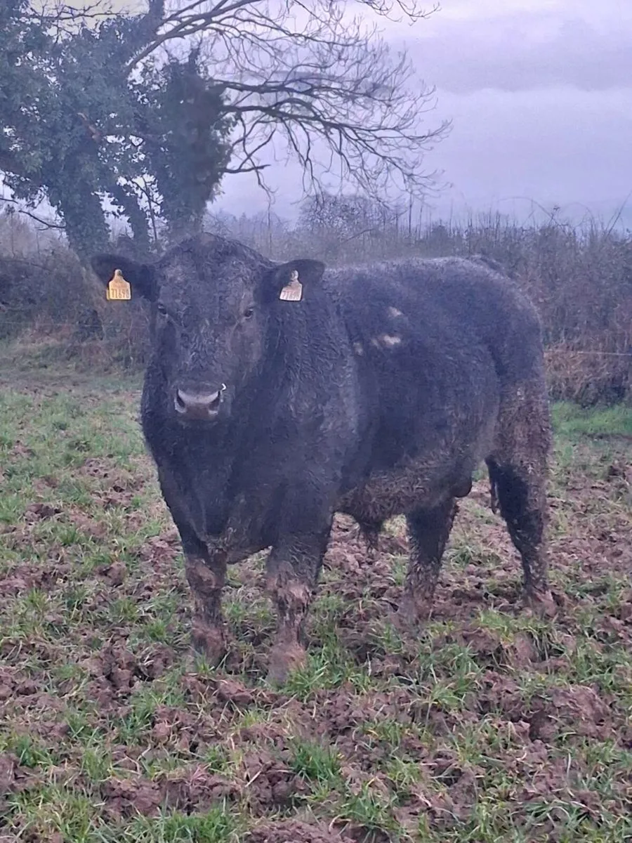 PBR Angus bulls - Image 4